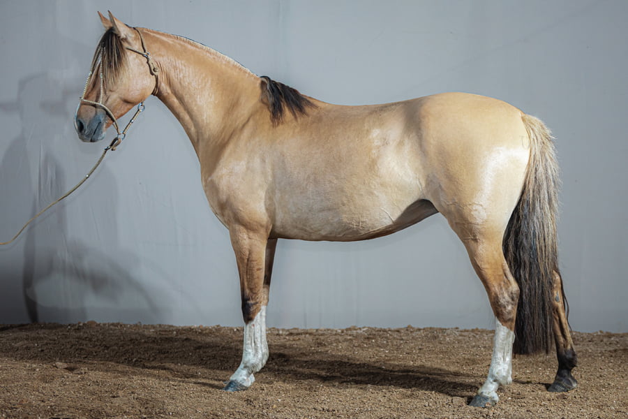 Lote Sevenia Del Chafalote - Cabaña El Chafalote