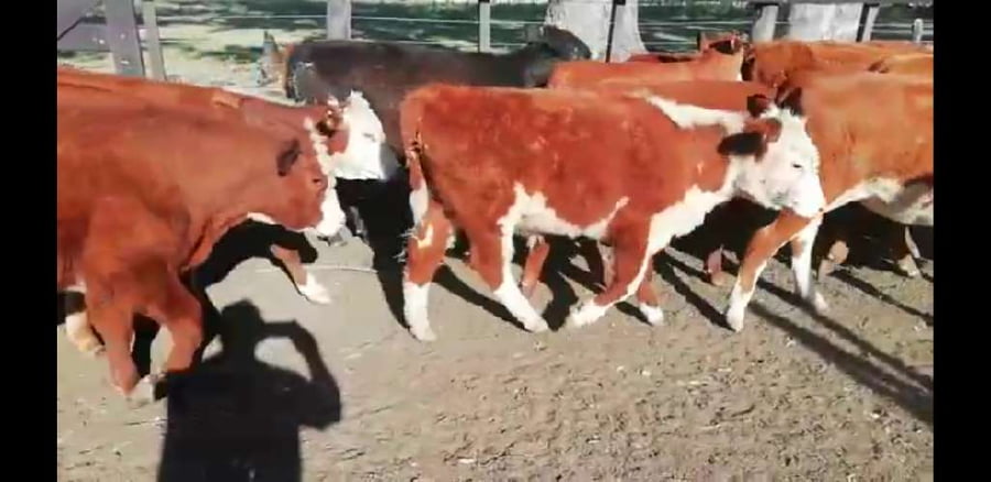 Lote 25 Terneros/as en Villaguay, Entre Ríos