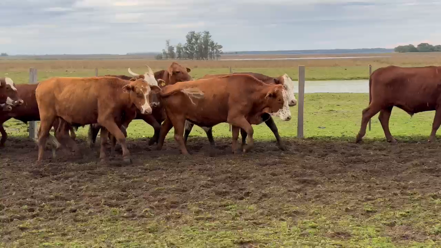 Lote 100 Novillos en Corrientes, Paso de Los Libres