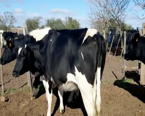 Lote 4 Vaquillonas  HOLANDO 450kg - , San José