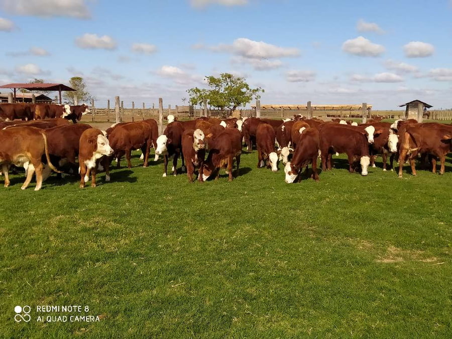 Lote 70 Terneras en Chavarría, Corrientes