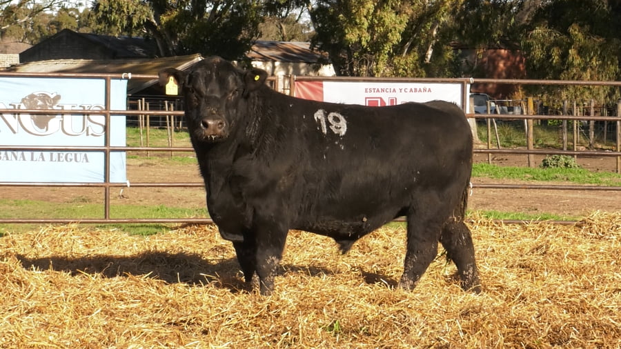 Lote TOROS ANGUS NEGROS PC
