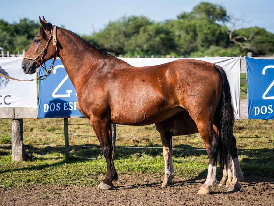 Lote YAFUCOY POLVORA