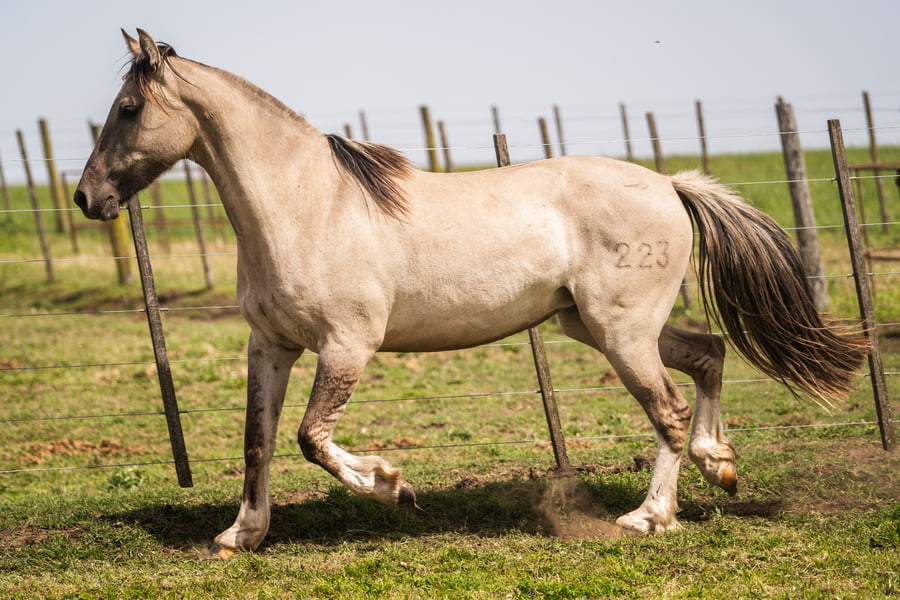 Lote MANOSANTA PALOMA