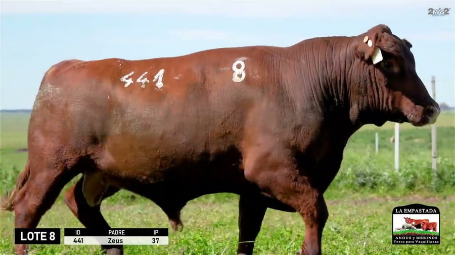 Lote 3 Toros a remate en Red Angus de La Empastada + Feria , Salto
