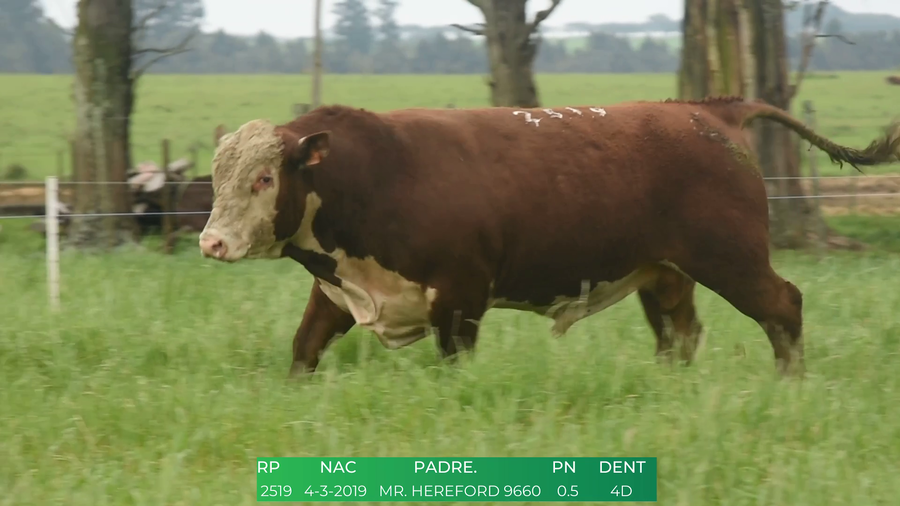 Lote Toros POLLED HEREFORD a remate en 4º  Remate  Anual Cabaña El Treból en Liga de Trabajo de Guichón