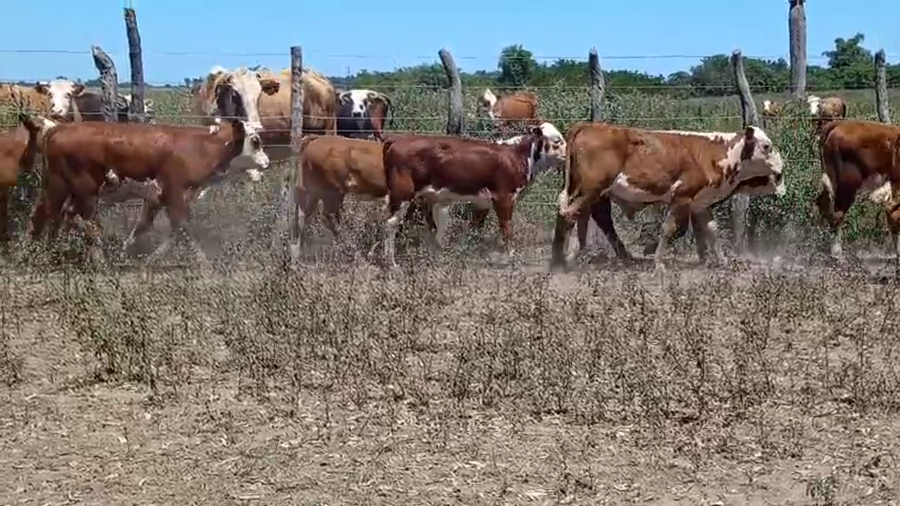 Lote 80 Terneros/as en Corrientes, Saladas