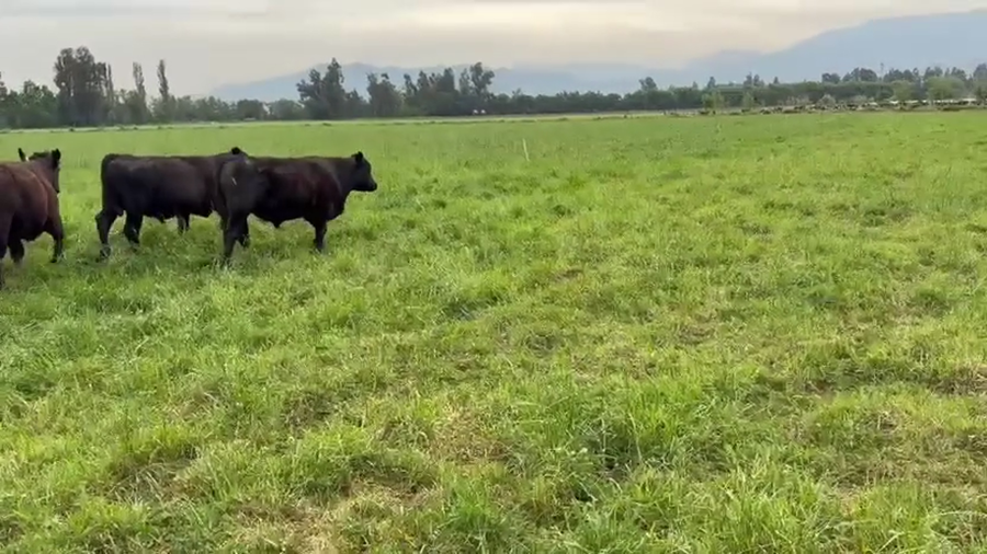 Lote 60 Novillo Engorda en Paine, Región Metropolitana