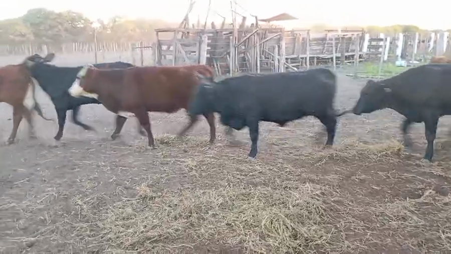 Lote 50 Vaquillonas Brangus en Villa Minetti, Santa Fe