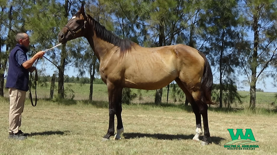 Lote URBANISTA