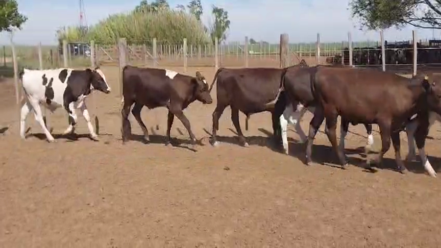 Lote 75 Terneros