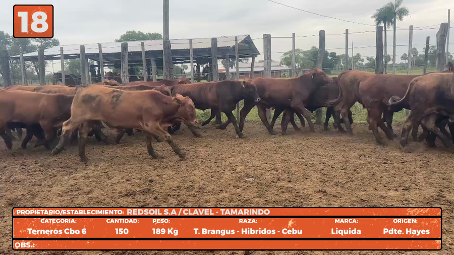 Lote LOTE 18