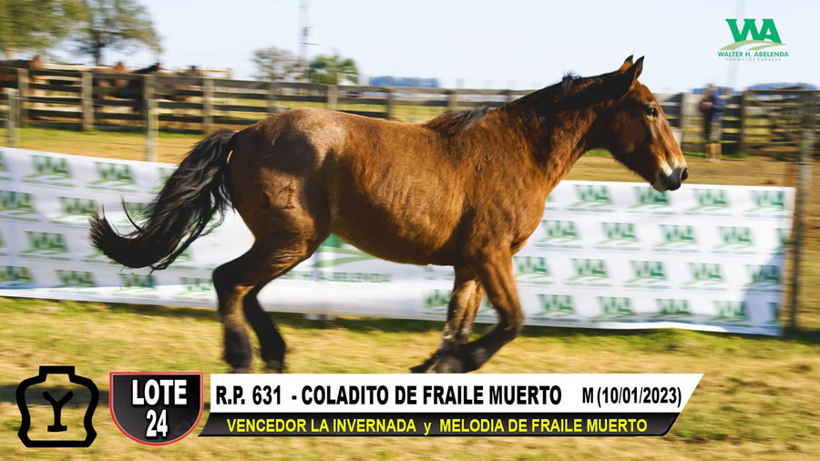 Lote COLADITO DE FRAILE MUERTO