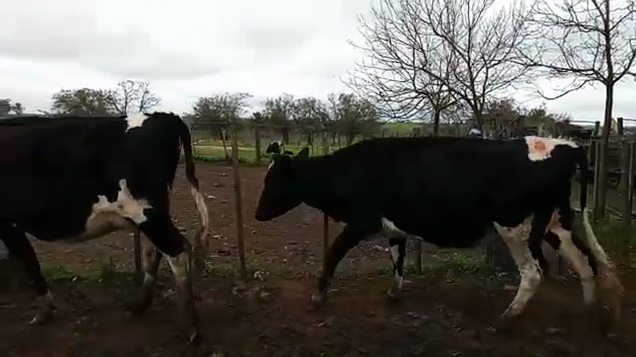 Lote 2 Vaquillonas 1 a 2 años HOLANDO a remate en PANTALLA CAMY, San José