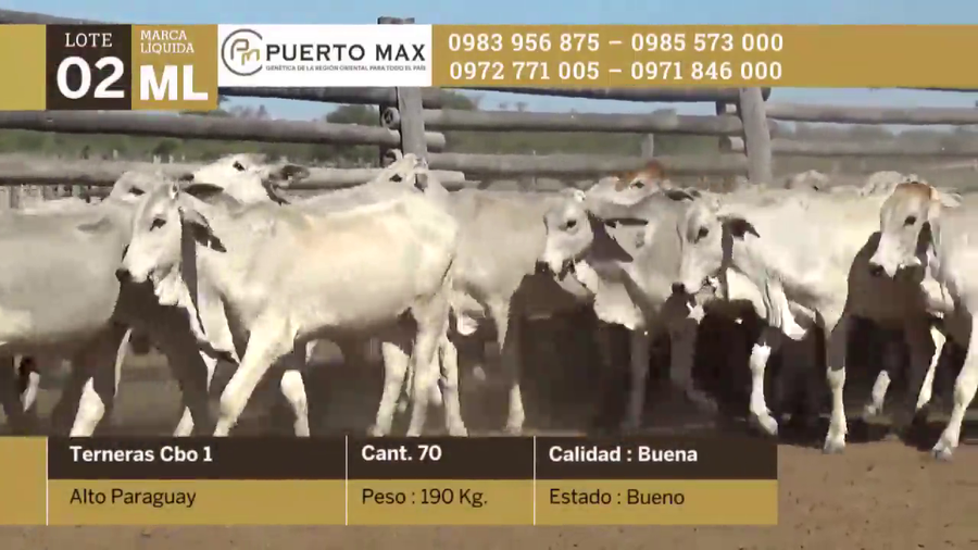 Lote Terneras más de 170 kg