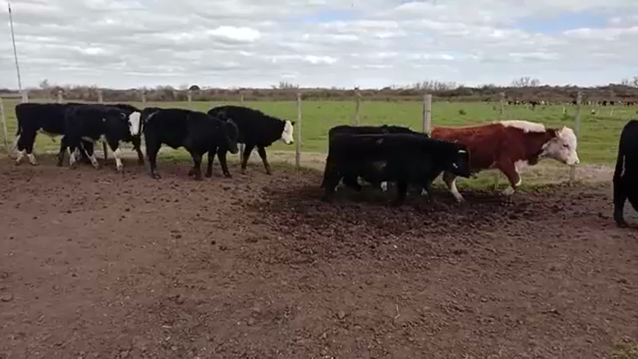 Lote (Vendido)10 Terneros angus Y HEREFORD a remate en 5to remate por pantalla ENTRE MARTILLOS 150kg -  en CAÑADA GRANDE