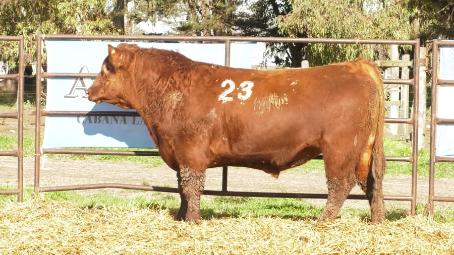Lote TOROS ANGUS COLORADOS PC