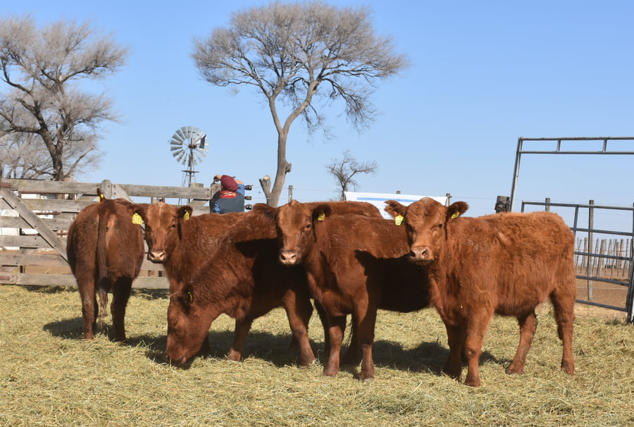 Lote VAQUILLONAS MAS CON GARANTÍA DE PREÑEZ (Corral 20)