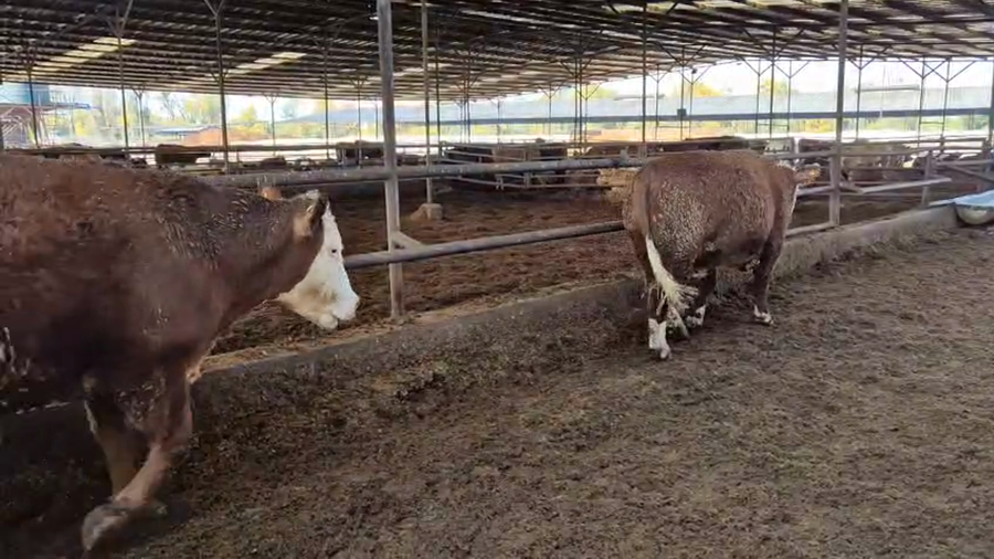 Lote 20 Novillo Gordo en Linares, VII  Región Maule