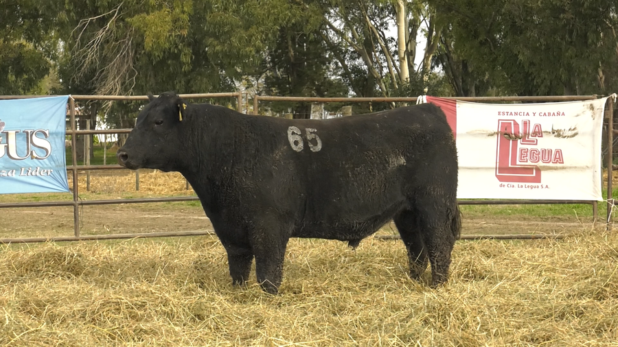 Lote TOROS ANGUS NEGROS  PC