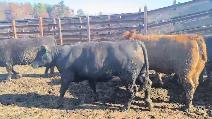 Lote 20 Vaquilla Gorda en Los Ángeles, VIII Región Biobío