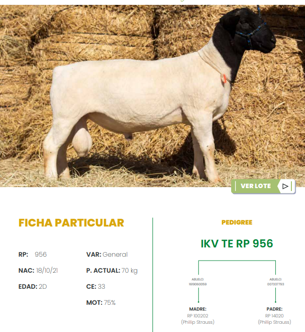 Lote LOTE 1