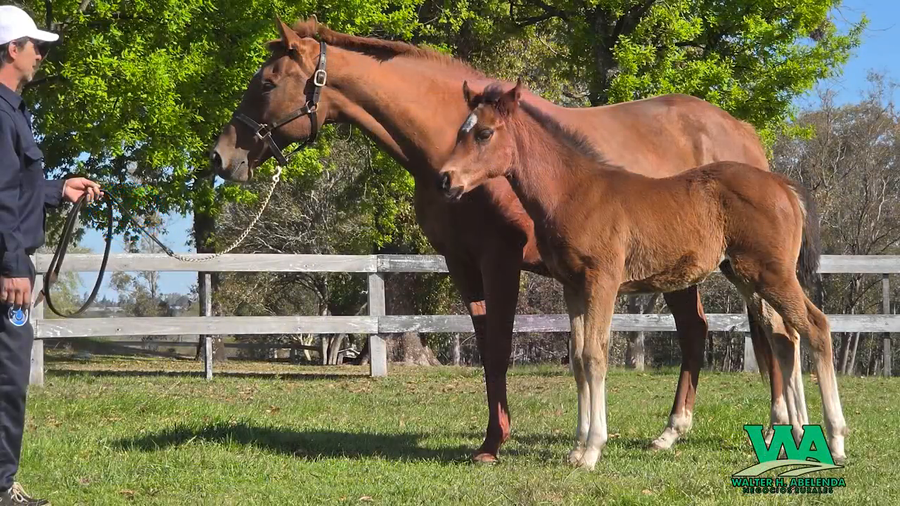 Lote JULIE CHRIS (Brz)