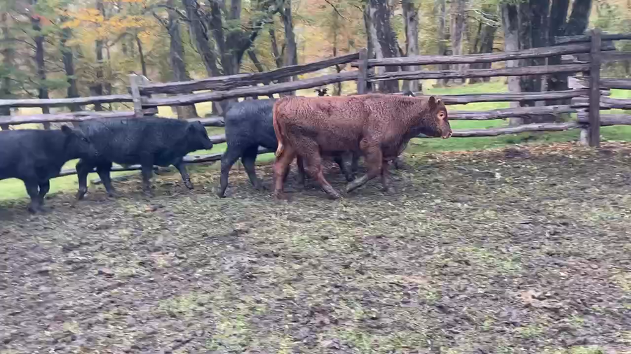 Lote 32 Ternero en Coyhaique, XI Región Aysén