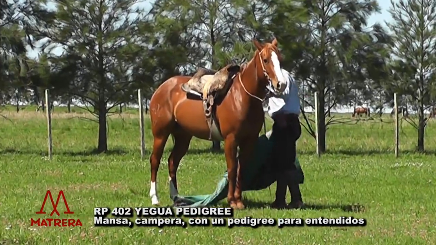 Lote MATRE PANDEMIA BENITO