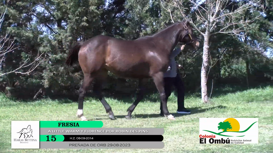 Lote FRESIA
