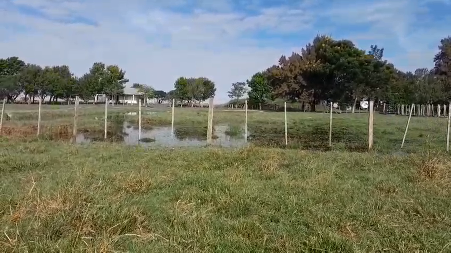 Lote 80 Vacas usadas preñadas