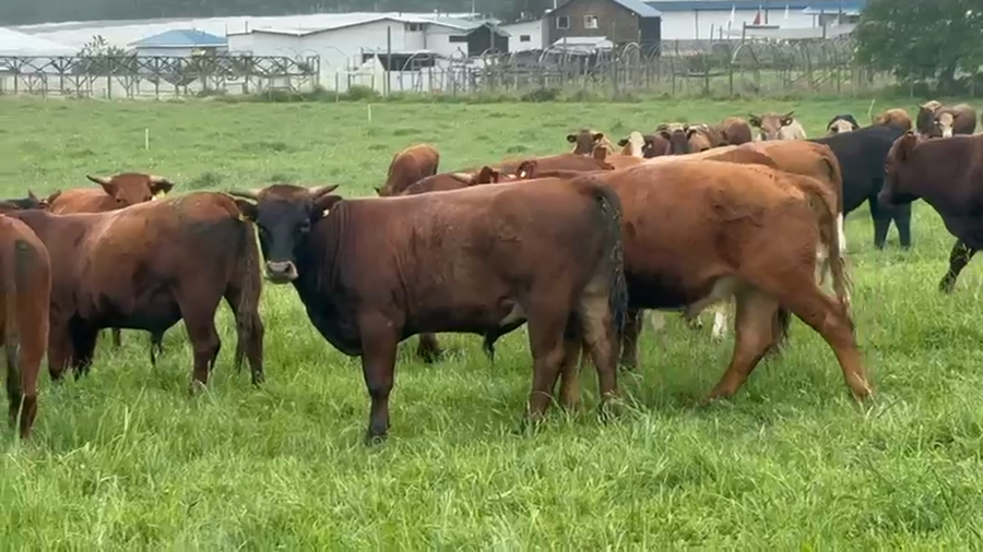 Lote 53 Novillo Engorda en Purranque, X Región Los Lagos