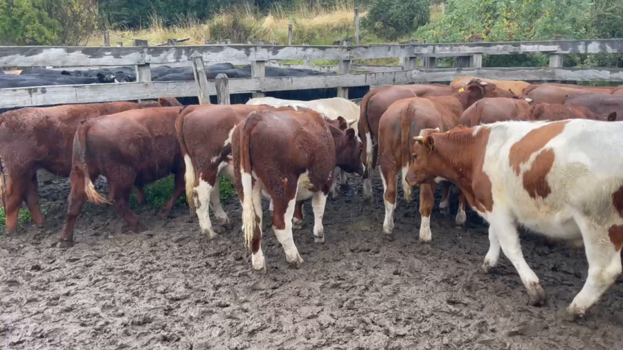 Lote 42 Novillo Engorda en Coyhaique, XI Región Aysén