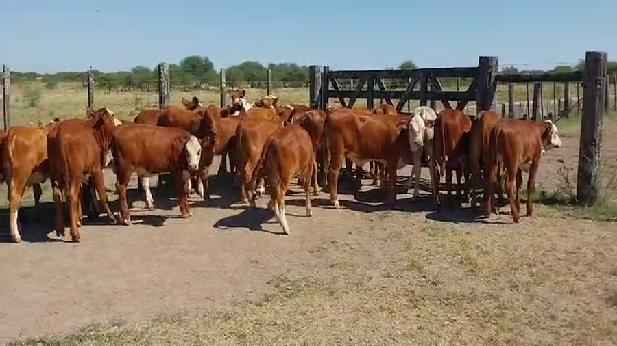 Lote 140 Terneras en Corrientes, Curuzú-Cuatiá
