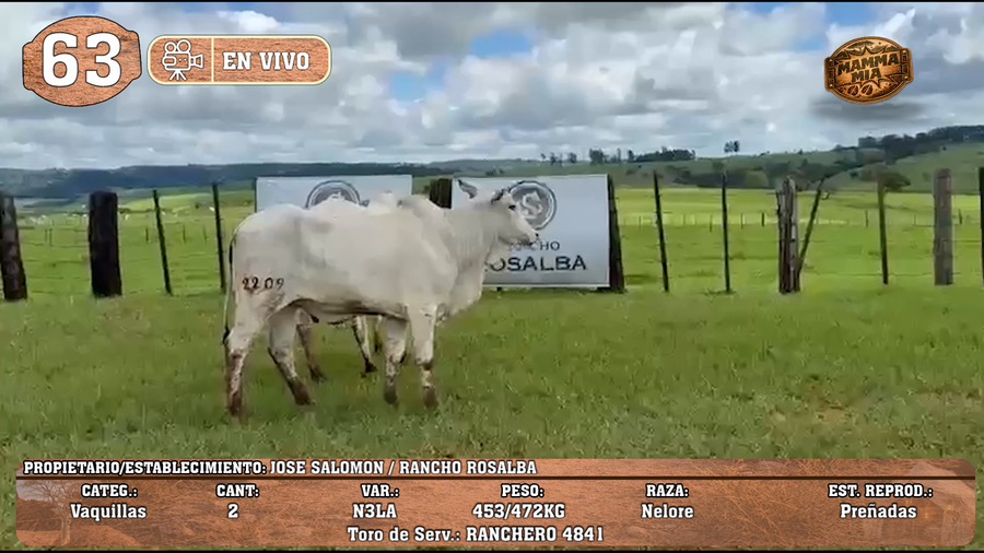 Lote LOTE 63 -EN VIVO