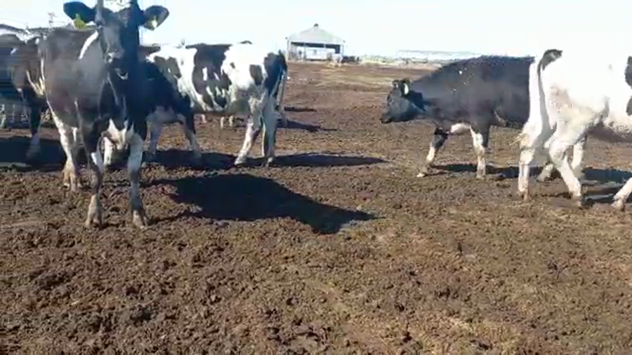 Lote Agroindustria Montechiari