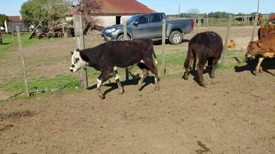 Lote 9 Terneros ANGUS a remate en PANTALLA CAMY - SAN JOSE  1500 VACUNOS 125kg - , San José