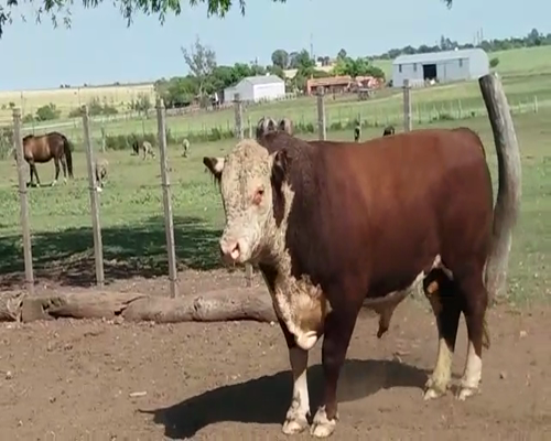 Lote Toros HE en RUTA 12