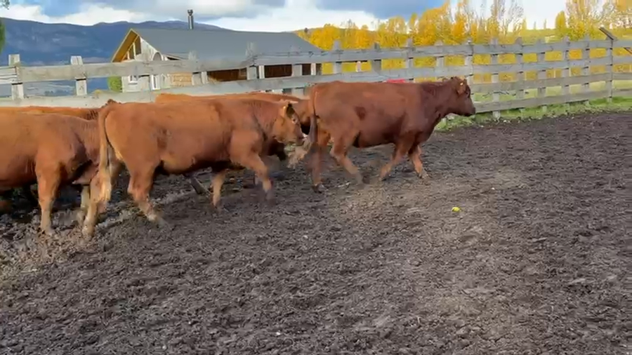 Lote 49 Novillo Engorda en Coyhaique, XI Región Aysén