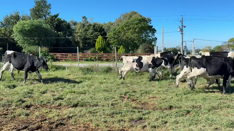 Lote NOVILLOS 1 a 2 AÑOS