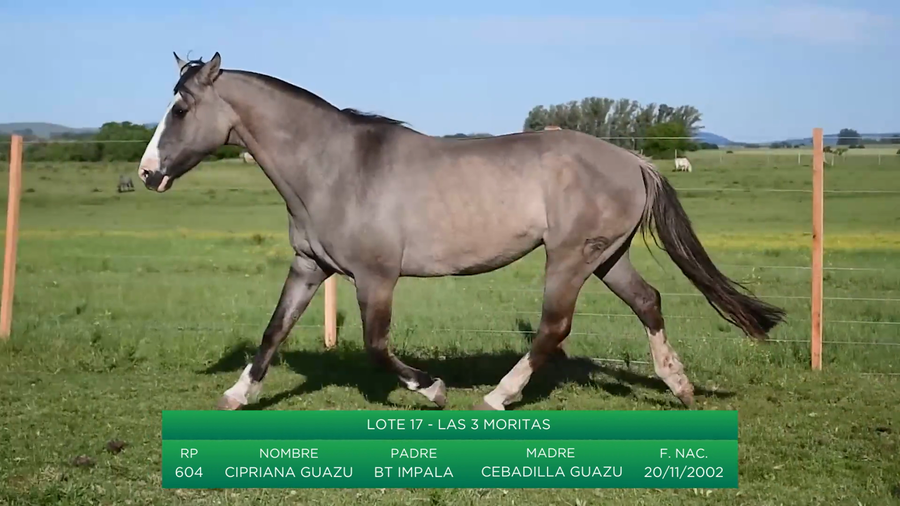 Lote Cipriana Guazu