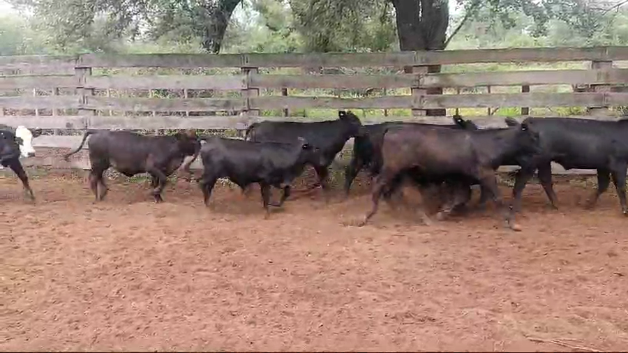 Lote 75 Terneros/as en Pampa de Los Guanacos, Santiago del Estero