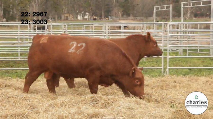 Lote TOROS PUROS CONTROLADOS