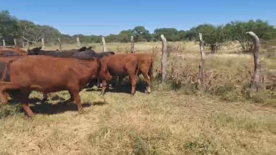 Lote 105 Novillitos en Entre Ríos, Federal