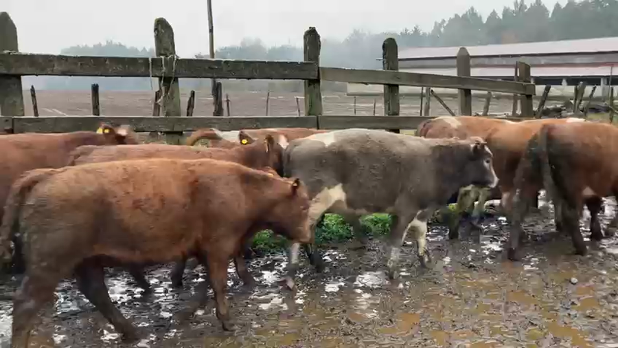 Lote 52 Ternero en Vilcún, IX Región Araucanía