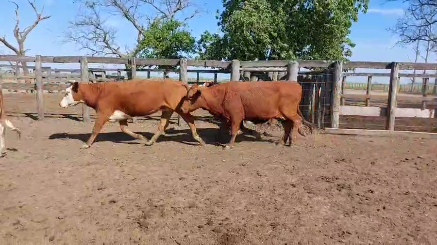 Lote 101 Vacas de invernar