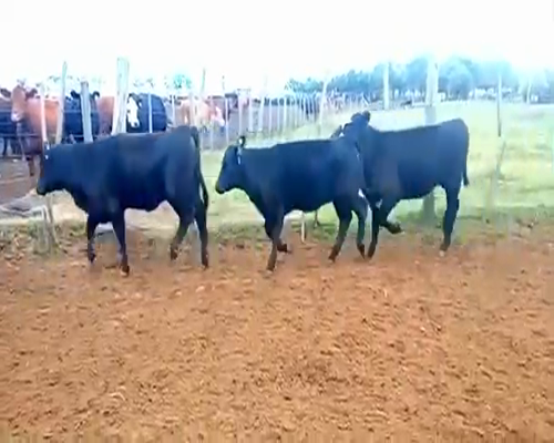 Lote 61 Terneras en Rosales, Córdoba