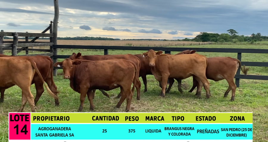 Lote LOTE 14 - 25 VAQUILLAS PREÑADAS CBO 0