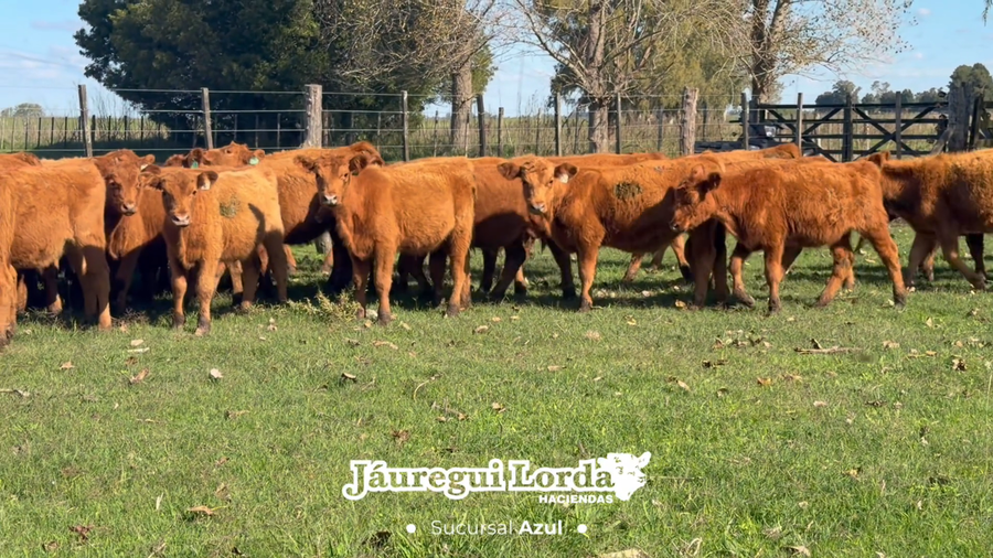 Lote 65 Terneros/as