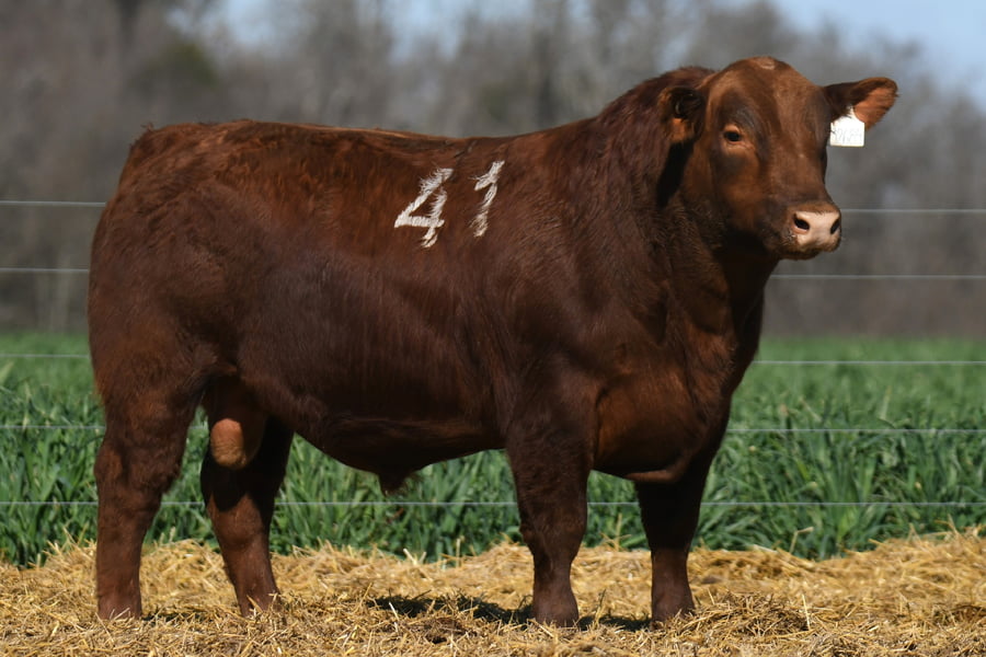 Lote TORO ANGUS PC
